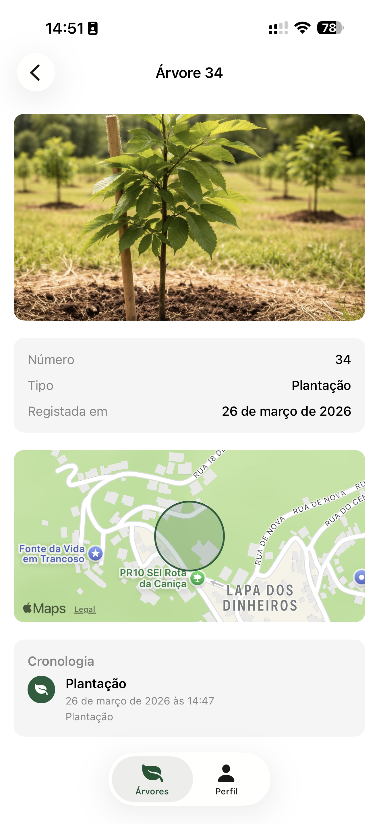 Detalhe de uma árvore